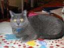 grey2.jpg: Our cat Little Grey, who now lives with Katie's former violin teacher