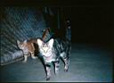scan0010a.jpg: Can anyone remember the names of these cats?