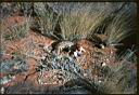 scan0010b.jpg: Broken Hill 1984 - Stumpy tailed lizard